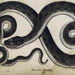 Black Snake Dream