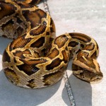 Dream about Being Chased by Snakes