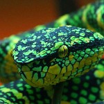 Green Snake Dream
