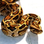 Dreaming of Snakes on your Bed