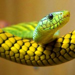 Snake Dreams during Pregnancy