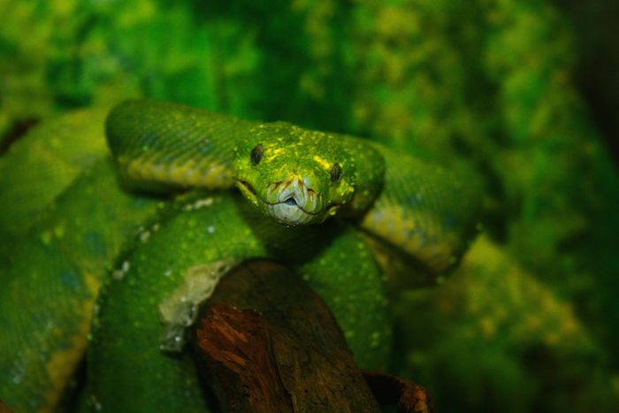 Green Snake Dream